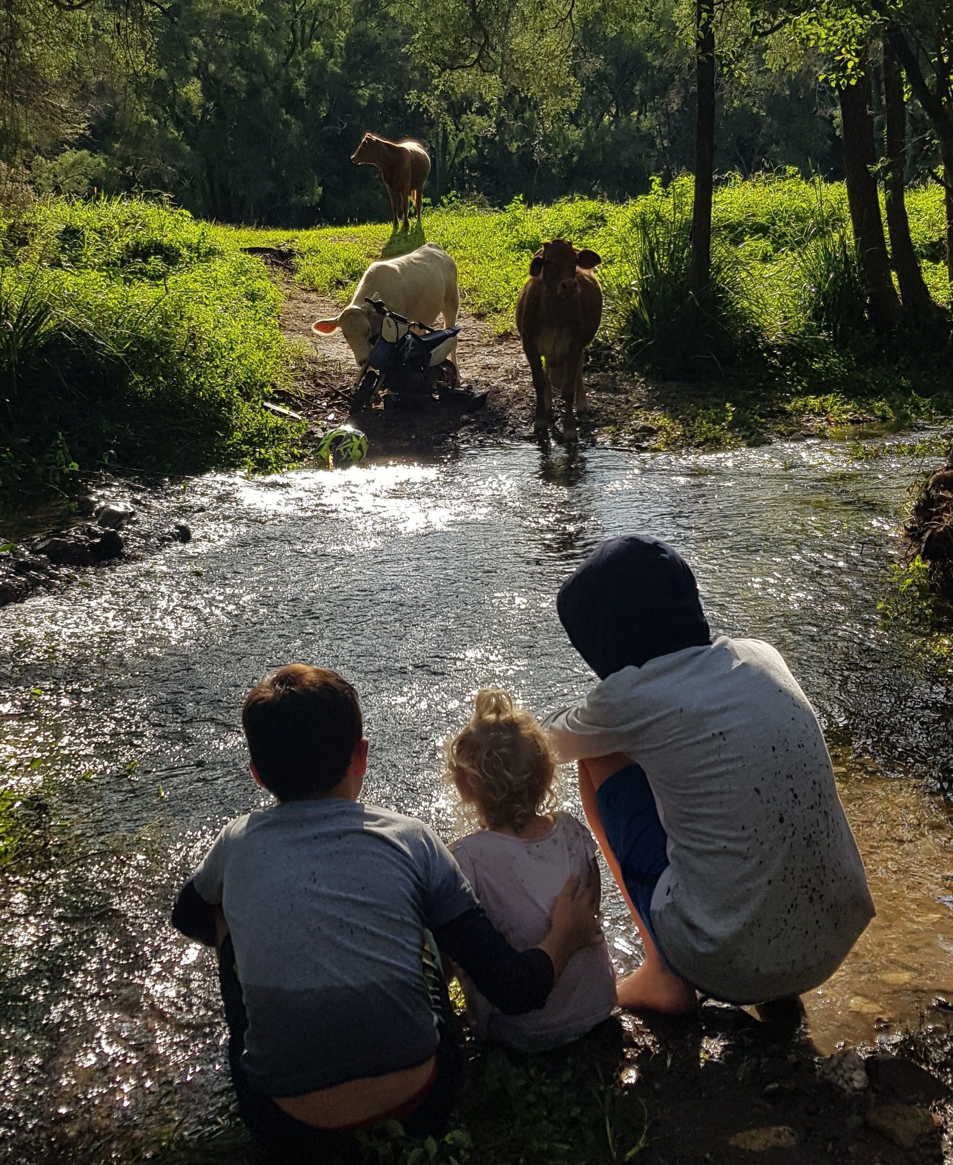 Equine Assisted Therapy and Nature-based Counselling supporting Adults and Children